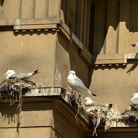 bird control with falcons
