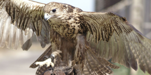 falcon bird control