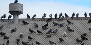 bird control, pigeons