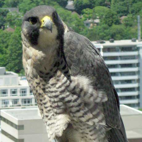 bird control with falcons