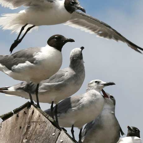 Repsol, bird control