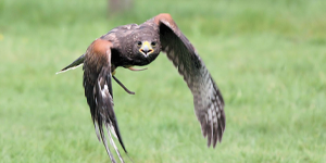 bird control with hawks