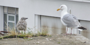 seagull bird control