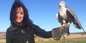 bird control with falcons